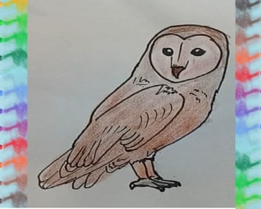 how to draw a owl step by step | Draw animals