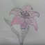 Flower drawing coloring pages – Draw A Lily Flower Easy