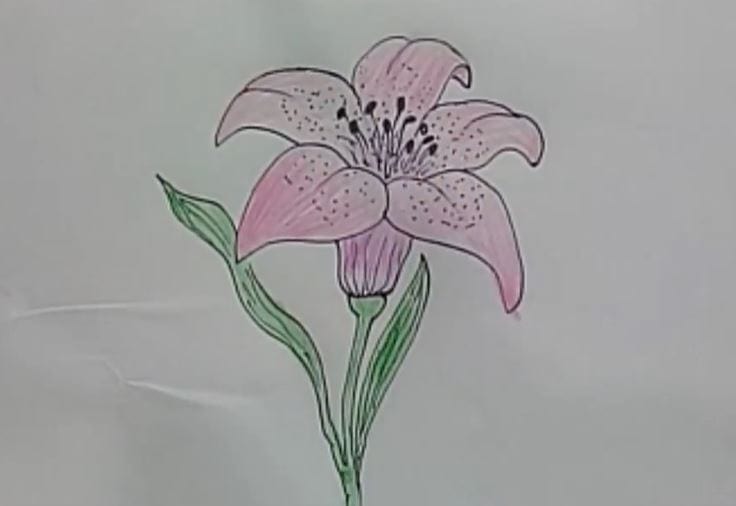 Step-by-step drawing of a lily flower with pink petals, green stem, and detailed stamen, suitable for coloring pages and art tutorials.