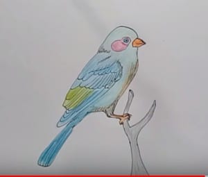 How to Draw a Bird for Kids step by step