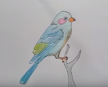 How to Draw a Bird for Kids