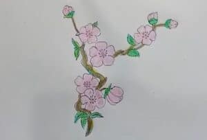 How to draw Cherry Blossom Flower