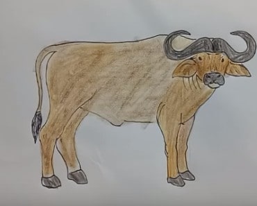 How to draw a Buffalo step by step