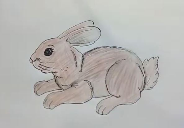 Step-by-step drawing of a cute bunny with large eyes, long ears, and fluffy tail, suitable for beginners learning to draw animals.