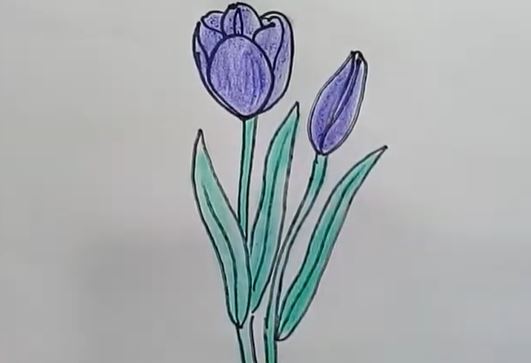 Colorful hand-drawn tulip illustration showing two tulips with green leaves, perfect for learning how to draw tulips easily.