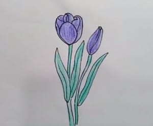 How to draw a tulip flower