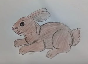 How to draw cute rabbit