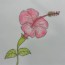 How To Draw A Hibiscus Flower – Step by step Drawing tutorials