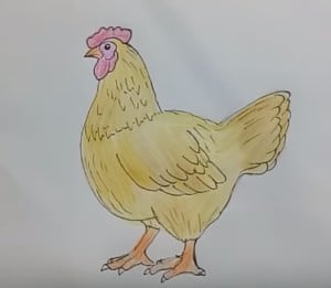 How draw chicken (hen) step by step, easy - Draw animals for kids