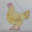 How to draw chicken hen step by step | Draw animals