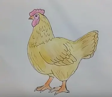 How draw chicken (hen) step by step, easy - Draw animals for kids