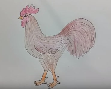 How to Draw a Rooster ( Chicken) | Draw animals