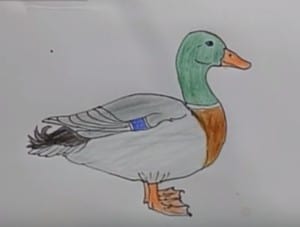 How to draw a Duck step by step easy! - How to draw cute animals