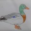 How to draw a Duck step by step | Easy drawings to draw