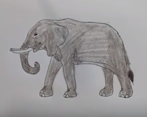 How to draw a Elephant step by step