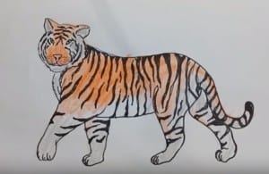 How to draw a Tiger step by step [Narrated Step-by-Step Tutorial]