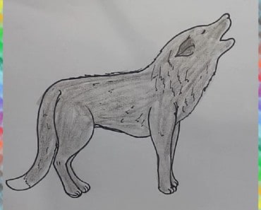 How To Draw a Wolf easy step by step – Easy animals to draw