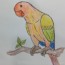 How to Draw a Parrot and coloring pages