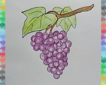 How to draw bunch of grapes easy step by step – Fruit drawing