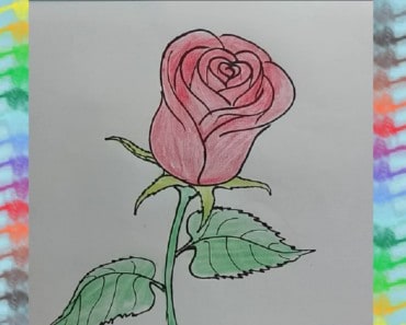 How to Draw a red Rose step by step easy