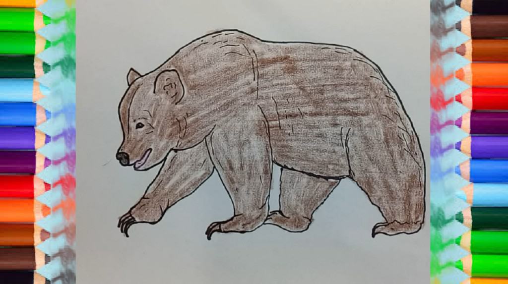 How to draw a bear easy step by step
