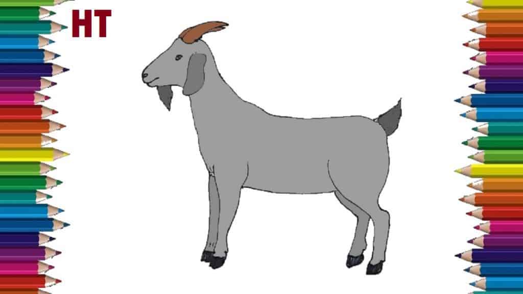 How to draw a goat step by step – Easy animals to draw