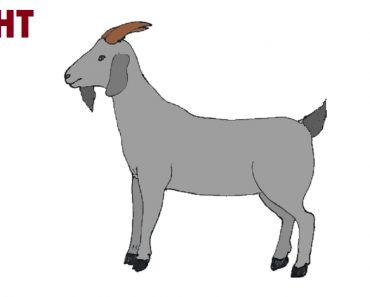 How to draw a goat step by step – Easy animals to draw