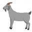 How to draw a goat step by step – Easy animals to draw