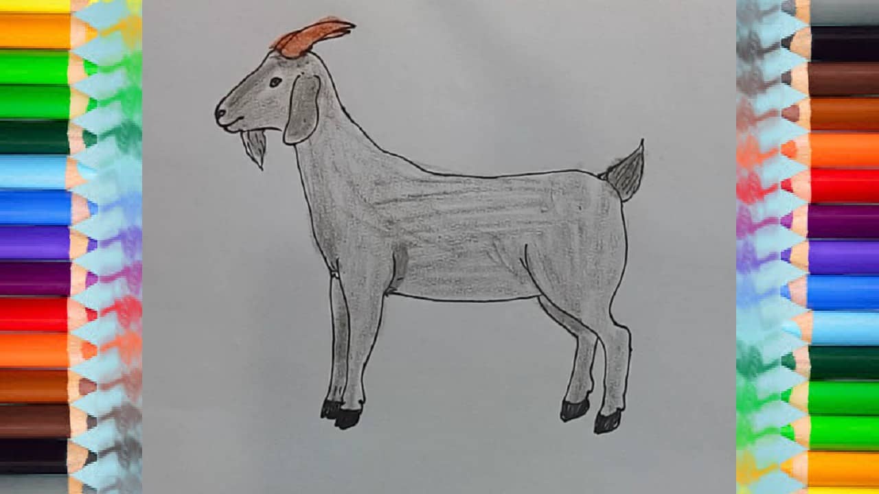 How to draw a goat - How to draw step by step