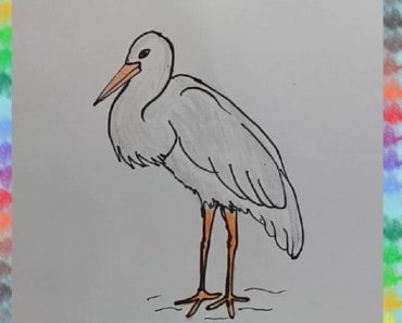 How to Draw a Stork step by step – Easy animals to draw