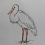How to Draw a Stork step by step – Easy animals to draw