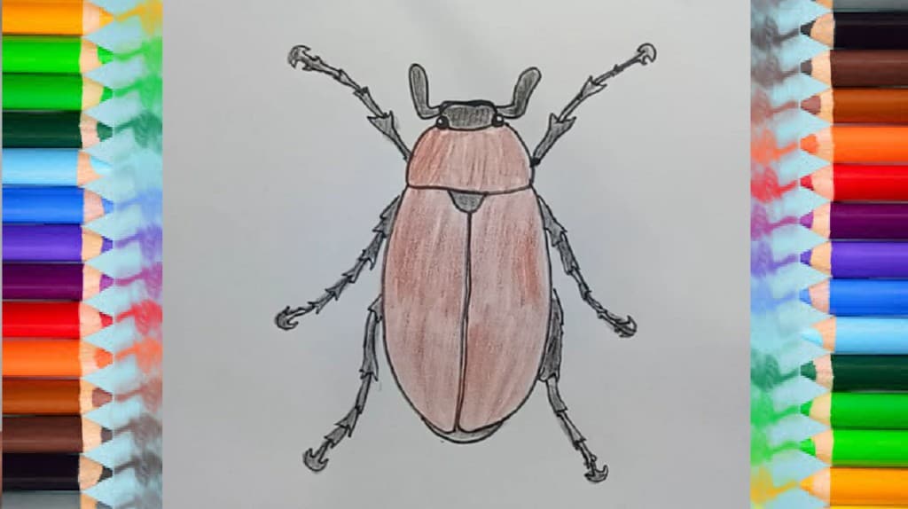 how to draw a bug (maybug)
