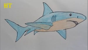 how to draw a shark