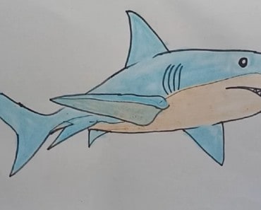 How to Draw a Shark easy step by step – Easy animals to draw