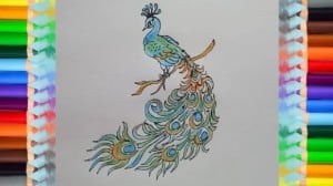 How to draw a peacock