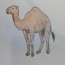 How to Draw a Camel step by step | Easy animals to draw for beginners
