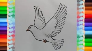How to draw a Dove