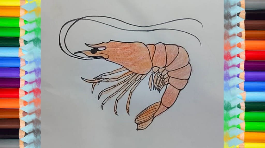 How to Draw a Shrimp step by step Easy animals to draw