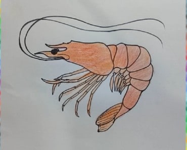 How to Draw a Shrimp step by step | Easy animals to draw