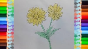 How to draw chrysanthemum