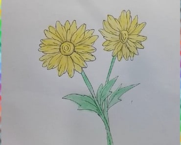 How to draw chrysanthemum Flower step by step | Flower drawing