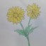 How to draw chrysanthemum Flower step by step | Flower drawing