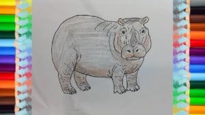How to draw hippopotamus