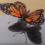 how to draw a butterfly 3D – 3D Drawing Butterfly