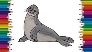 How To Draw A Seal step by step - Seal drawing and coloring