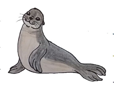 How To Draw A Seal with video and step-by-step drawing