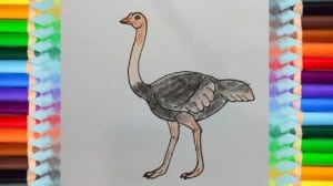 how to draw an ostrich