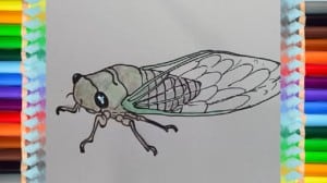 how to draw a cicada