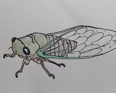 how to draw a cicada step by step easy and Video