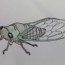 how to draw a cicada step by step easy and Video
